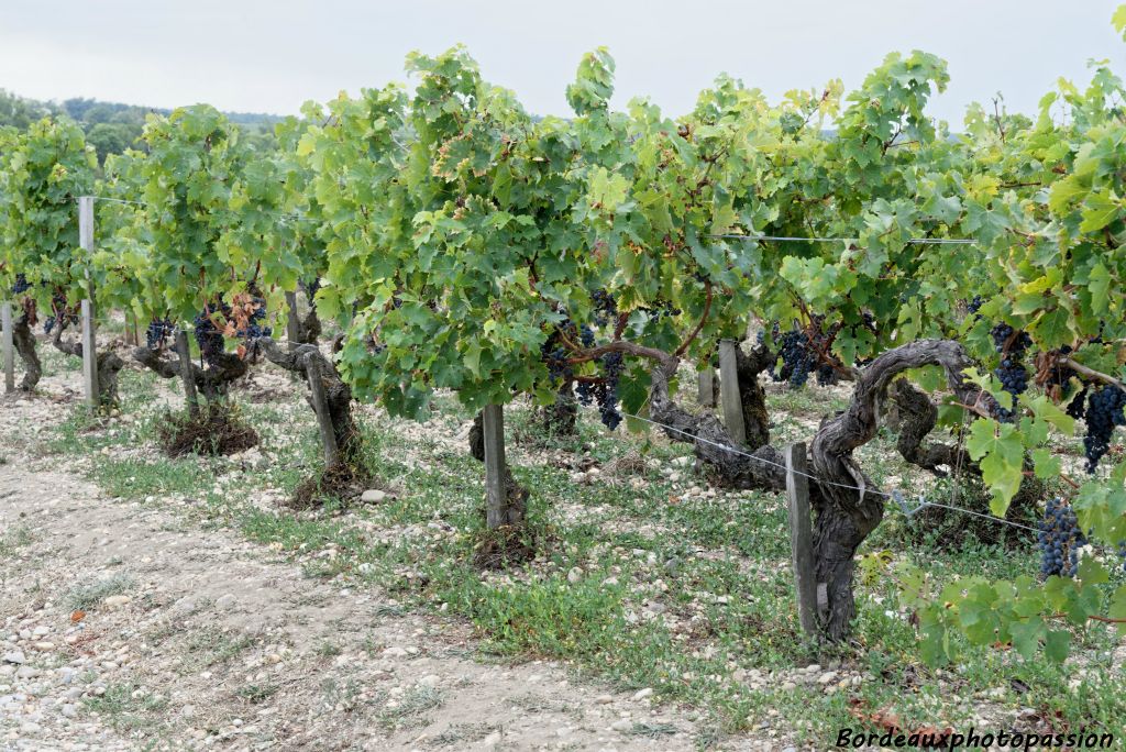 En Médoc les vignes sont en pleine maturité après plusieurs décénies.